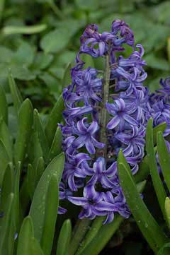 Hyacinthus orientalis Hyacinth, Garden hyacinth Hyacinthus orientalis Hyacinth, Garden hyacinth