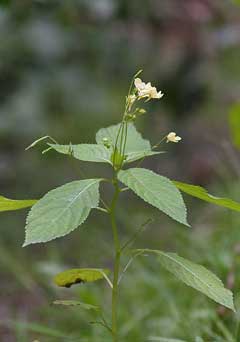 Impatiens parviflora Smallflower touchmenot