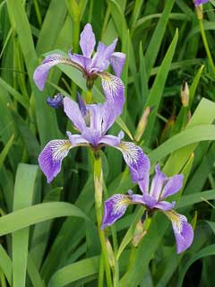 Iris versicolor Blue Flag, Harlequin blueflag Iris versicolor Blue Flag, Harlequin blueflag