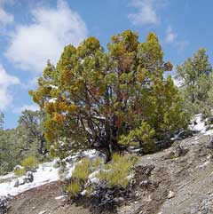 Juniperus osteosperma Desert Juniper, Utah juniper
