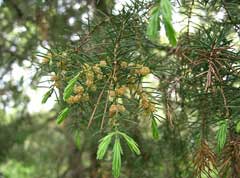 Juniperus rigida Temple Juniper, Needle Juniper