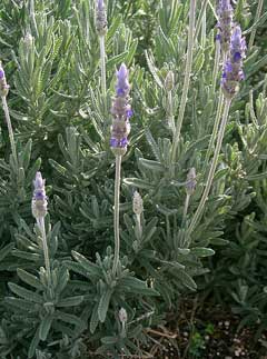 Lavandula dentata French Lavender Lavandula dentata French Lavender