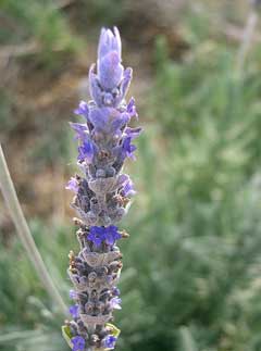 Lavandula dentata French Lavender Lavandula dentata French Lavender