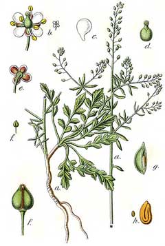 Lepidium graminifolium Grassleaf pepperweed