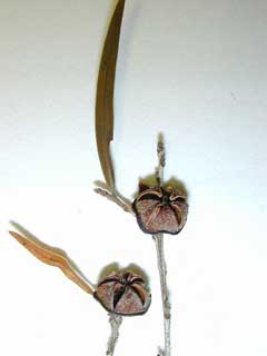 Leptospermum petersonii Lemon Tea Tree, Common teatree Leptospermum petersonii Lemon Tea Tree, Common teatree