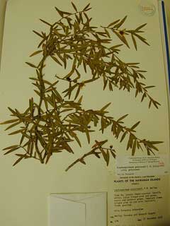 Leptospermum petersonii Lemon Tea Tree, Common teatree Leptospermum petersonii Lemon Tea Tree, Common teatree