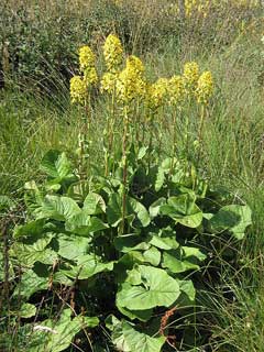 Ligularia sibirica Ligularia sibirica