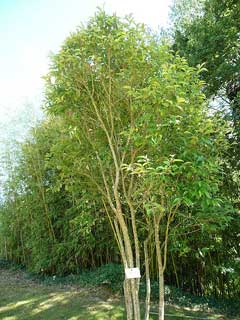 Ligustrum japonicum Japanese Privet, Japanese Ligustrum, Waxleaf Ligustrum, Texas Privet, Waxleaf Privet Ligustrum japonicum Japanese Privet, Japanese Ligustrum, Waxleaf Ligustrum, Texas Privet, Waxleaf Privet