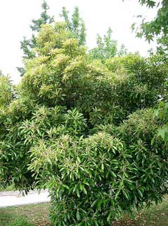 Lithocarpus edulis Lithocarpus edulis