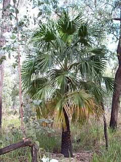 Livistona australis Cabbage Palm, Australian Palm, Gippsland Palm Livistona australis Cabbage Palm, Australian Palm, Gippsland Palm