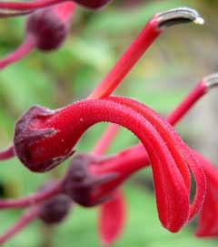 Lobelia tupa Devil Lobelia tupa Devil