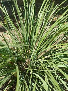 Lomandra longifolia Longleaf Mat-Rush Lomandra longifolia Longleaf Mat-Rush