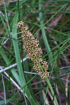 Lomandra longifolia Longleaf Mat-Rush Lomandra longifolia Longleaf Mat-Rush