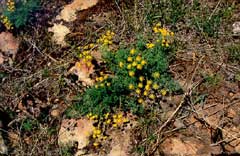 Lomatium grayi Biscuitroot, Gray Lomatium grayi Biscuitroot, Gray