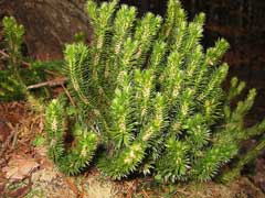 Lycopodium selago Fir Clubmoss Lycopodium selago Fir Clubmoss