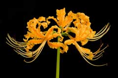 Lycoris aurea Golden Spider Lily