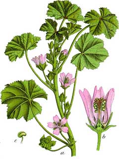 Malva neglecta Dwarf Mallow, Common mallow Malva neglecta Dwarf Mallow, Common mallow