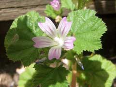 Malva neglecta Dwarf Mallow, Common mallow Malva neglecta Dwarf Mallow, Common mallow