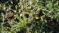 Matricaria matricarioides Pineapple Weed