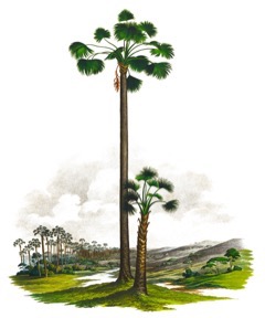 Mauritia flexuosa Buriti Palm, Aguaje Palm