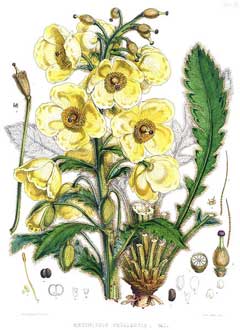 Meconopsis napaulensis Himalayan Poppy Meconopsis napaulensis Himalayan Poppy