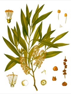 Melaleuca leucadendra Paperbark, Weeping Paperbark Melaleuca leucadendra Paperbark, Weeping Paperbark