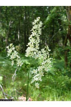 Melanthium virginicum Bunchflower Melanthium virginicum Bunchflower