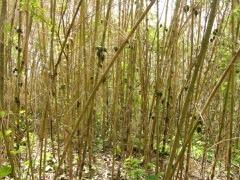 Melocanna baccifera Berry Bamboo. Mali bamboo
