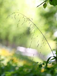 Milium effusum Wood Millet, American milletgrass Milium effusum Wood Millet, American milletgrass