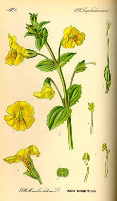 Mimulus guttatus Yellow Monkey Flower, Seep monkeyflower Mimulus guttatus Yellow Monkey Flower, Seep monkeyflower