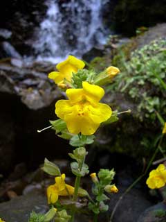 Mimulus guttatus Yellow Monkey Flower, Seep monkeyflower Mimulus guttatus Yellow Monkey Flower, Seep monkeyflower