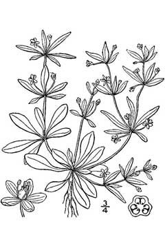 Mollugo verticillata Indian Chickweed, Green carpetweed Mollugo verticillata Indian Chickweed, Green carpetweed