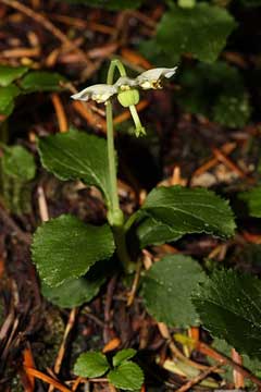 Moneses uniflora Single Delight Moneses uniflora Single Delight