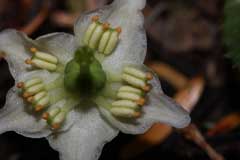 Moneses uniflora Single Delight Moneses uniflora Single Delight