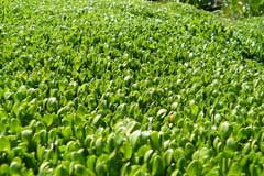 Montia fontana Water Blinks, Annual water minerslettuce Montia fontana Water Blinks, Annual water minerslettuce