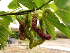 Morus macroura Himalayan Mulberry
