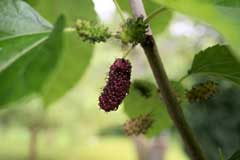 Morus rubra Red Mulberry, Common Mulberry, White Mulberry Morus rubra Red Mulberry, Common Mulberry, White Mulberry