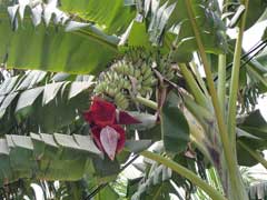 Musa acuminata Dwarf Banana, Edible banana