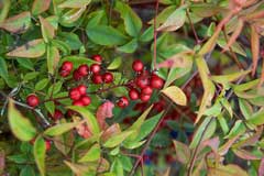 Nandina domestica Sacred Bamboo, Heavenly Bamboo Nandina domestica Sacred Bamboo, Heavenly Bamboo