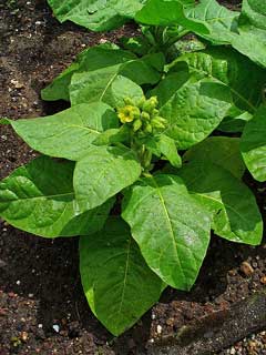 Nicotiana rustica Wild Tobacco, Aztec tobacco
