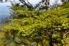 Nothofagus menziesii Silver Beech Nothofagus menziesii Silver Beech