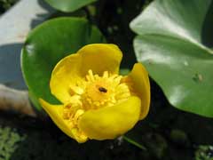 Nuphar pumila Yellow pond-lily