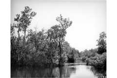Nyssa ogeche Ogeechee Lime, Ogeechee tupelo Nyssa ogeche Ogeechee Lime, Ogeechee tupelo