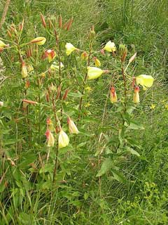 Oenothera glazioviana Large-Flower Evening Primrose, Redsepal evening primrose Oenothera glazioviana Large-Flower Evening Primrose, Redsepal evening primrose