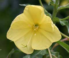 Oenothera glazioviana Large-Flower Evening Primrose, Redsepal evening primrose Oenothera glazioviana Large-Flower Evening Primrose, Redsepal evening primrose