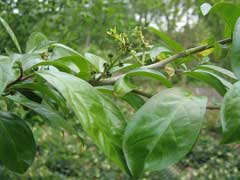 Orixa japonica Orixa japonica