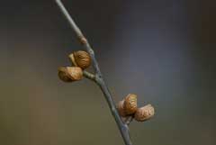 Orixa japonica Orixa japonica