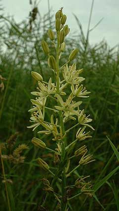 Ornithogalum pyrenaicum Bath Asparagus, Pyrenees star of Bethlehem Ornithogalum pyrenaicum Bath Asparagus, Pyrenees star of Bethlehem