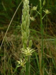 Ornithogalum pyrenaicum Bath Asparagus, Pyrenees star of Bethlehem Ornithogalum pyrenaicum Bath Asparagus, Pyrenees star of Bethlehem