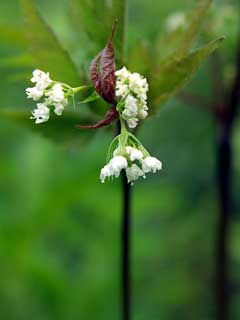 Osmorhiza longistylis Aniseroot, Longstyle sweetroot Osmorhiza longistylis Aniseroot, Longstyle sweetroot